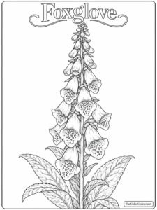Foxglove