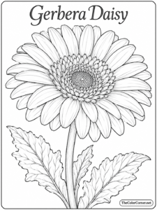 Gerbera Daisy