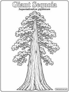 Giant Sequoia