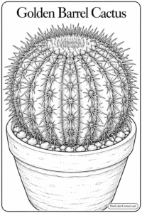 Golden Barrel Cactus