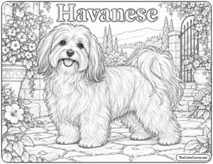 Havanese
