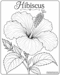 Hibiscus