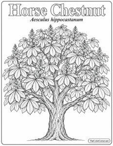 Horse Chestnut