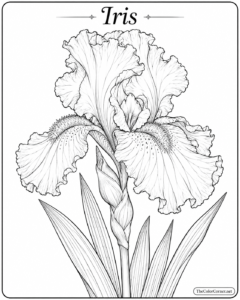Iris