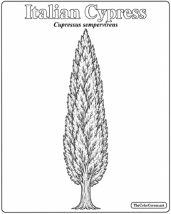 Italian Cypress