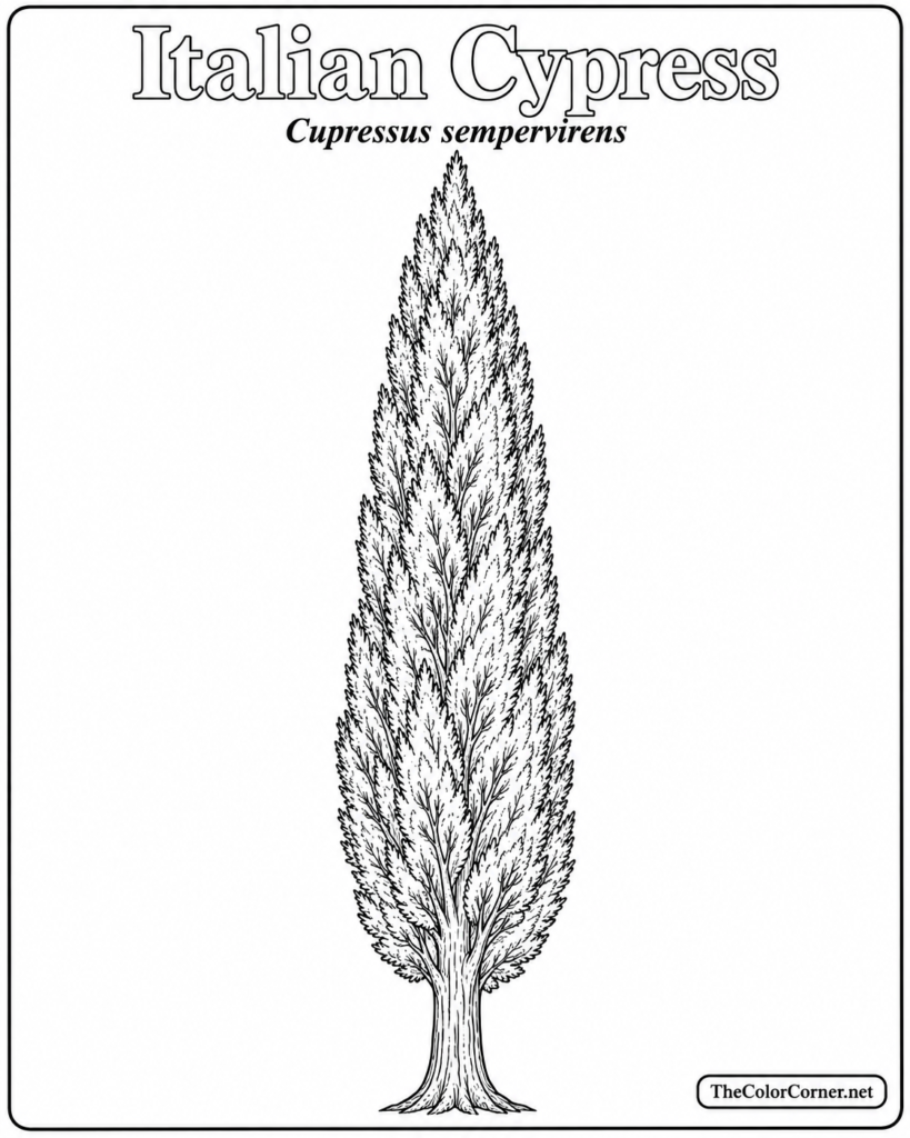 Italian Cypress