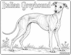 Italian Greyhound