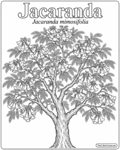 Jacaranda