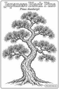 Japanese Black Pine