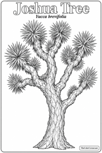 Joshua Tree