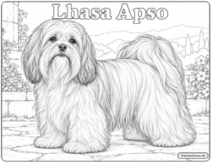 Lhasa Apso