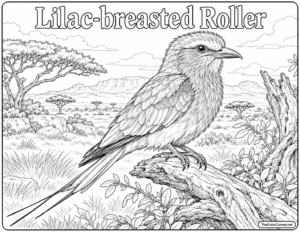 Lilac Breasted Roller