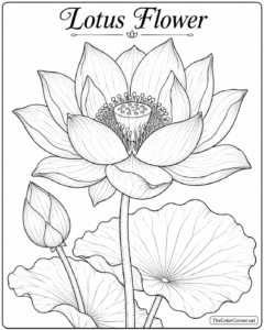 Lotus Flower