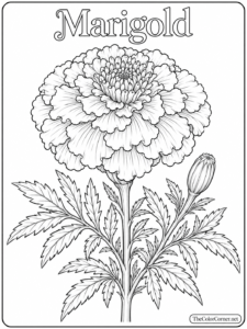 Marigold