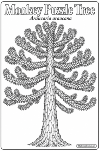 Monkey Puzzle Tree