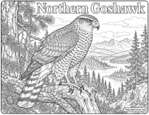Northern Goshawk