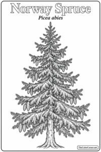 Norway Spruce
