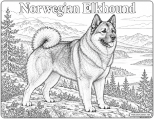 Norwegian Elkhound