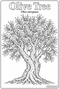 Olive Tree