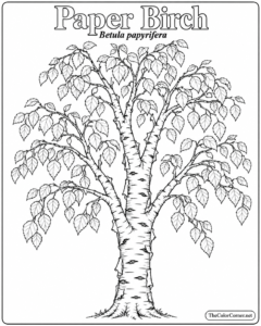 Paper Birch