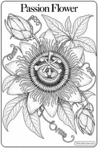 Passion Flower