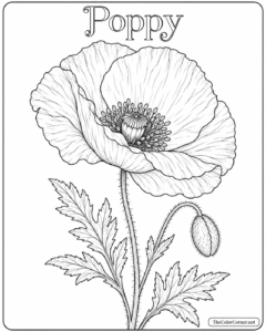 Poppy