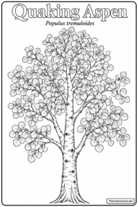 Quaking Aspen