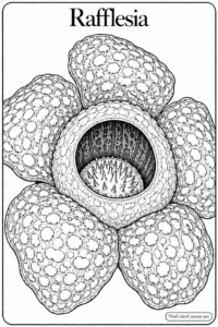 Rafflesia
