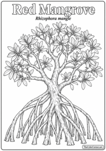 Red Mangrove