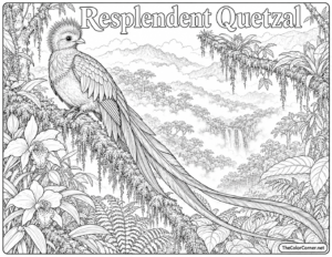 Resplendent Quetzal