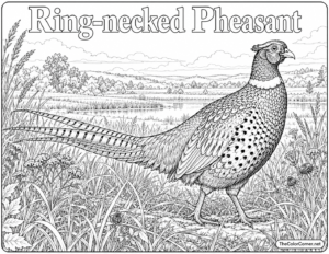 Ring Necked Pheasant