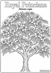 Royal Poinciana