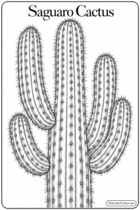 Saguaro Cactus