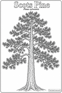 Scots Pine