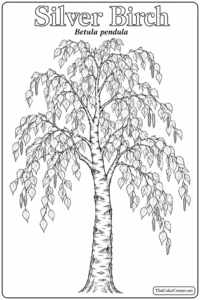 Silver Birch