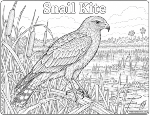 Snail Kite