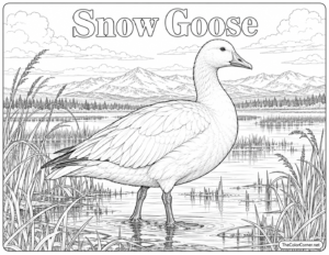 Snow Goose