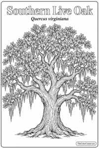 Southern Live Oak