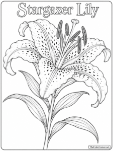 Stargazer Lily