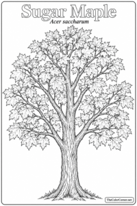 Sugar Maple