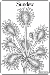Sundew