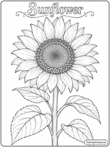 Sunflower