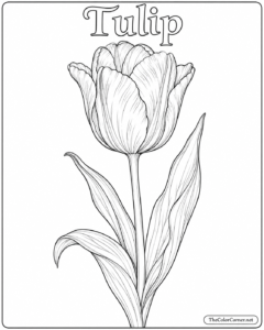 Tulip