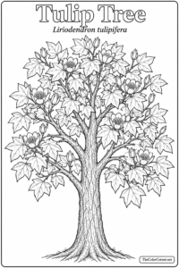 Tulip Tree