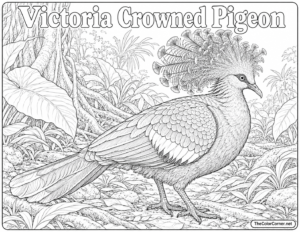 Victoria Crowned Pigeon