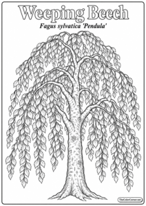 Weeping Beech