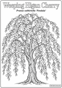 Weeping Higan Cherry