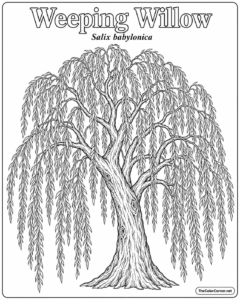 Weeping Willow