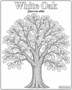 White Oak