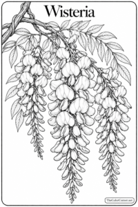 Wisteria